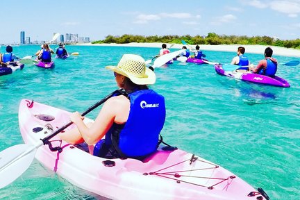 Visite guidée de kayak et de plongée en apnée avec les dauphins sur la Gold Coast