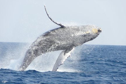 Okinawa Winter Whale Watching: Departing from Naha (includes free pick-up and drop-off at designated locations, photography, and whale brochure)