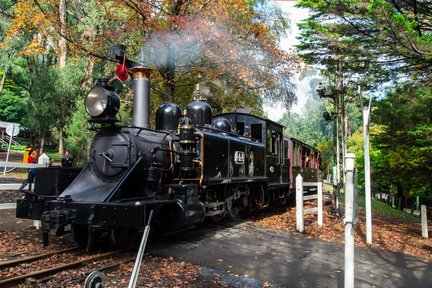 Puffing Billy, té de la mañana y recorrido panorámico por el santuario de Healesville