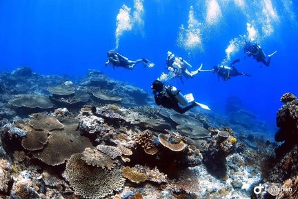 คอร์สดำน้ำหลักสูตร Open Water ในเอลนิโด โดย PADI 5* Center