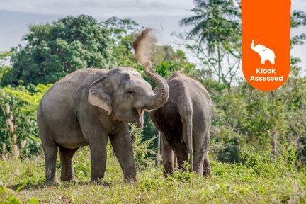 Phuket Elephant Sanctuary Experience