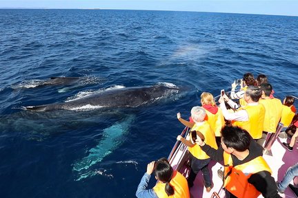  Whale Watching in Okinawa (Naha Departure)