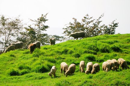 Lawatan 2 Hari & 3 Hari Ladang Cingjing (Bertolak dari Taichung)