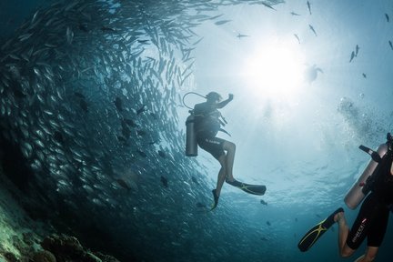 Lawatan Menyelam Sehari di Pulau Sipadan dengan PADI Center