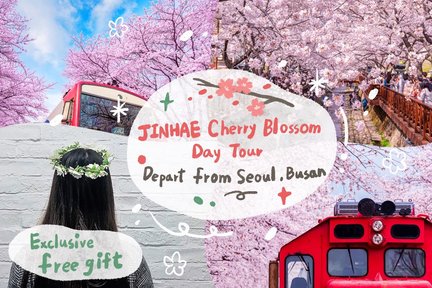 Jinhae Gunhangje Cherry Blossom Festival Day Tour from Seoul/Busan 