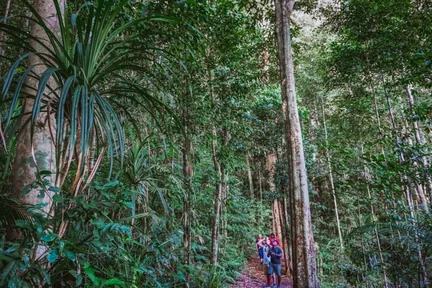 Rainforest and Nocturnal Wildlife Guided Day Tour from Cairns