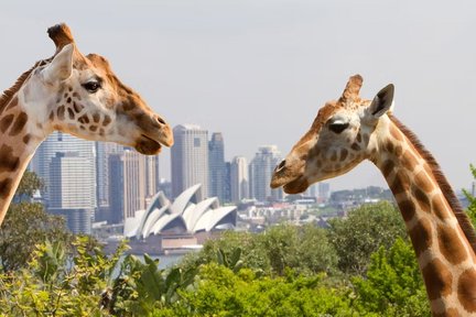 Crociera turistica hop-on-hop-off del porto di Sydney