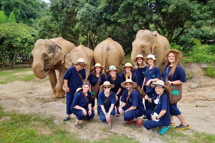 Maesa Elephant Camp Half Day Tour