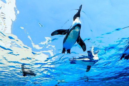 陽光水族館門票