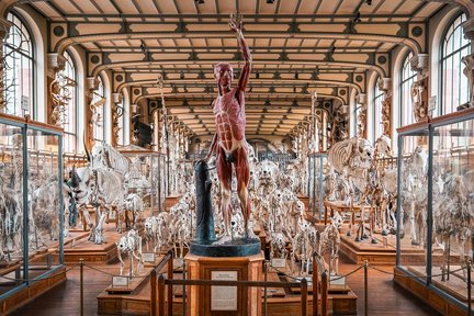 Tiket Galeri Paleontologi dan Anatomi Perbandingan di Paris