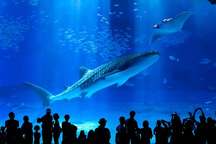 Okinawa Churaumi Aquarium & American Village Tour from Naha/Chatan