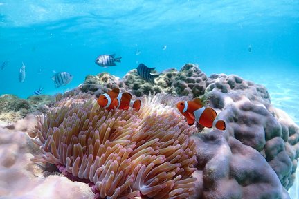 Tour Riêng Đi Tìm Cá Hề Nemo bằng Tàu Cao Tốc từ Pattaya