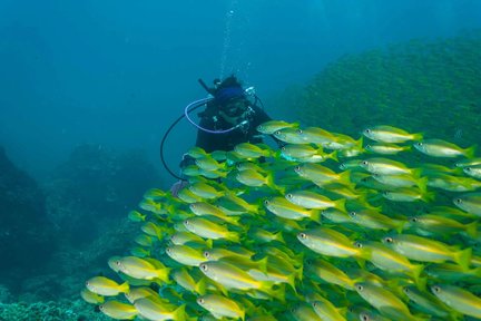 คอร์สดำน้ำหลักสูตร ReActivate Scuba Refresher ในเกาะลันตา โดย PADI 5 Star Dive Center