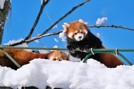 Lawatan Sehari ke Asahiyama Zoo, Furano, Biei & Aoike di Hokkaido (Bertolak dari Sapporo)