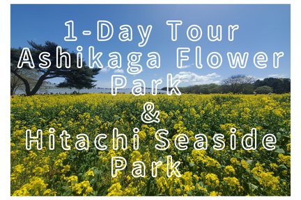 1-Day Ashikaga Flower Park & Hitachi Seaside Park Tour from Shinjuku