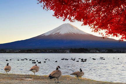 【中文／英語導遊】富士山五合目河口湖御殿場outlets經典路線一日遊（東京出發）