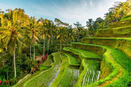 [Muslim Friendly] Ubud, Penglipuran Village & Watefall Tour in Bali