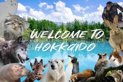Asahiyama Zoo, Shirahige Falls, Biei, and Blue Pond Day Tour