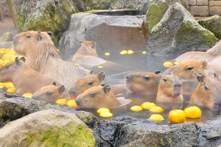 Izu Shaboten Zoo Ticket in Shizuoka