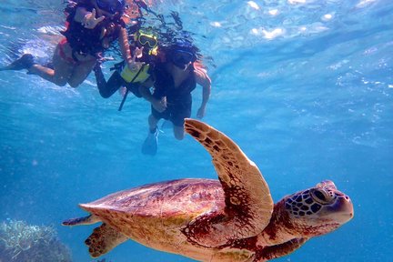 Pengalaman Separuh Hari Snorkeling Bersama Penyu di Miyakojima, Okinawa