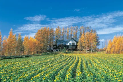 四季彩の丘：旅行前に知っておきたいおすすめ情報