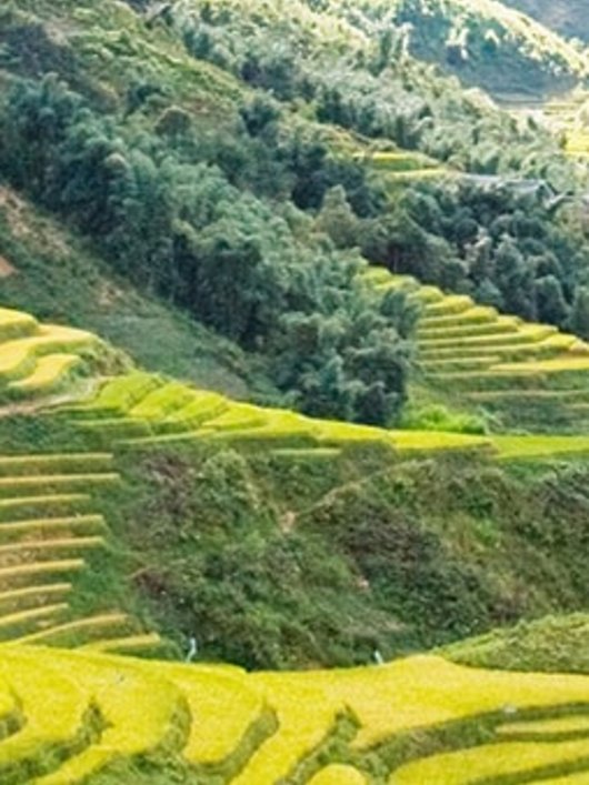 Sapa