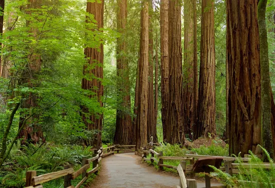 뮈어 우즈 국립천연기념물