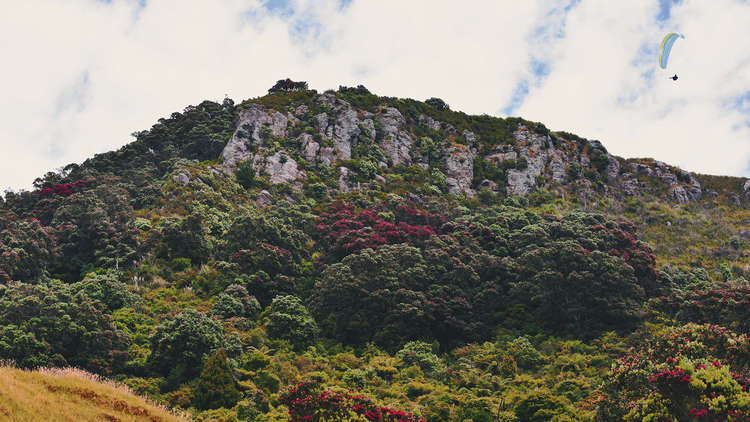 Tauranga