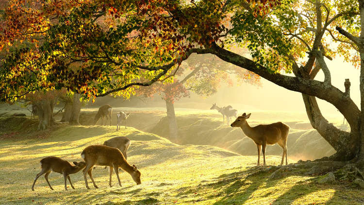 Nara Prefecture