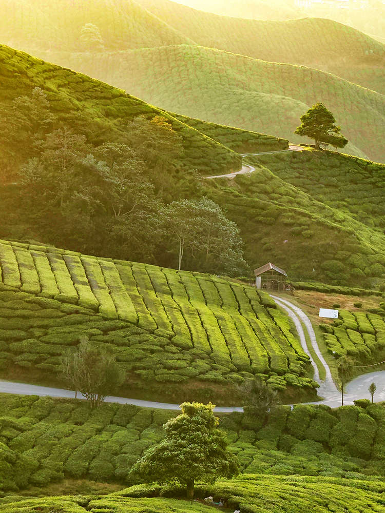 Things to do in Cameron Highlands