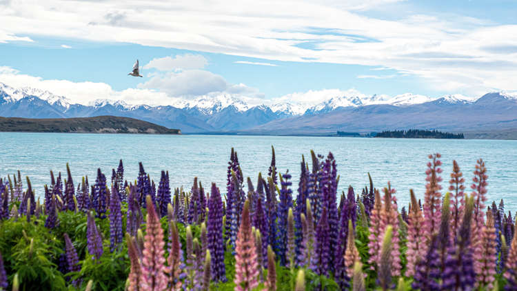 South Island