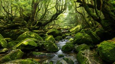 Yakushima