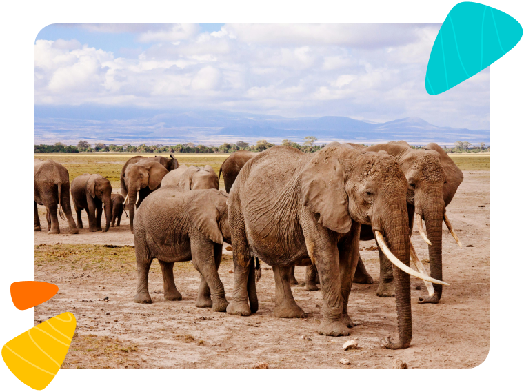 Supporting elephants and local communities