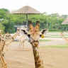 Image 63: Safari World Bangkok