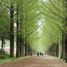 Image 48: Nami Island