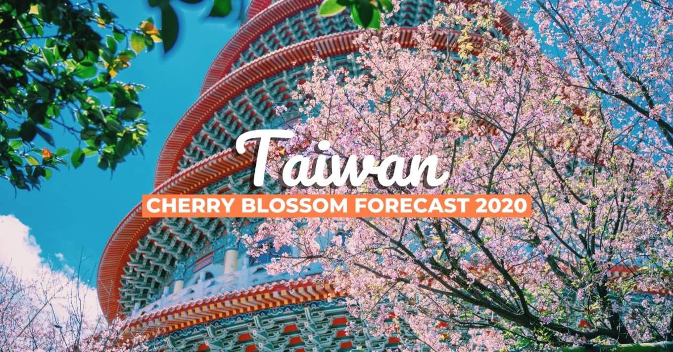 Taiwan S 2020 Cherry Blossom Forecast And The Best Viewing Spots Klook Travel Blog