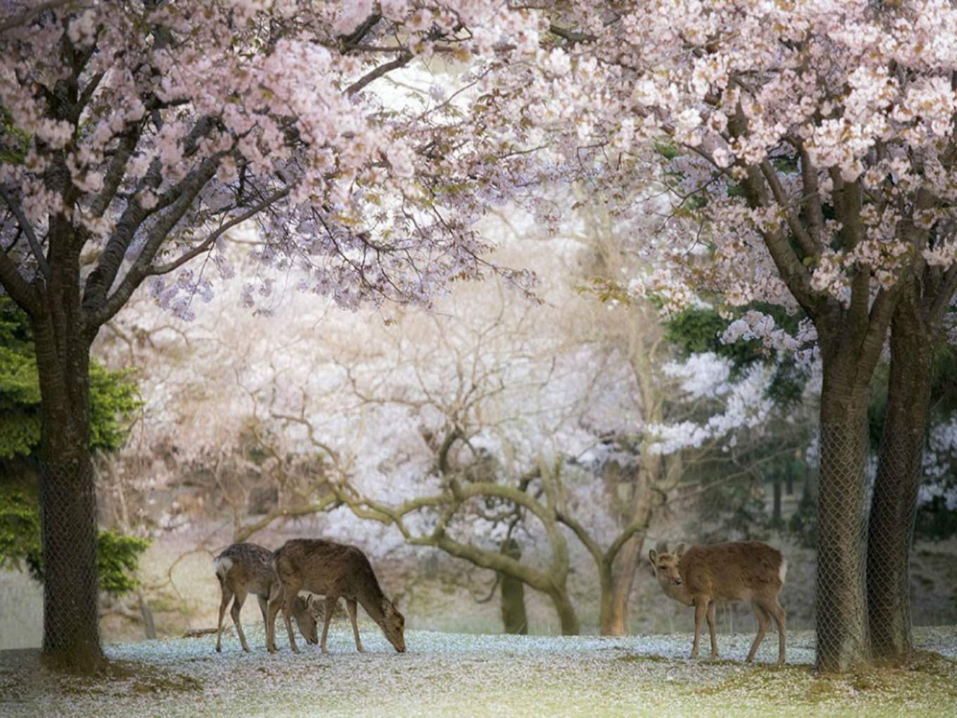 10 Best Places To Catch Cherry Blossoms In Japan Klook Travel Blog