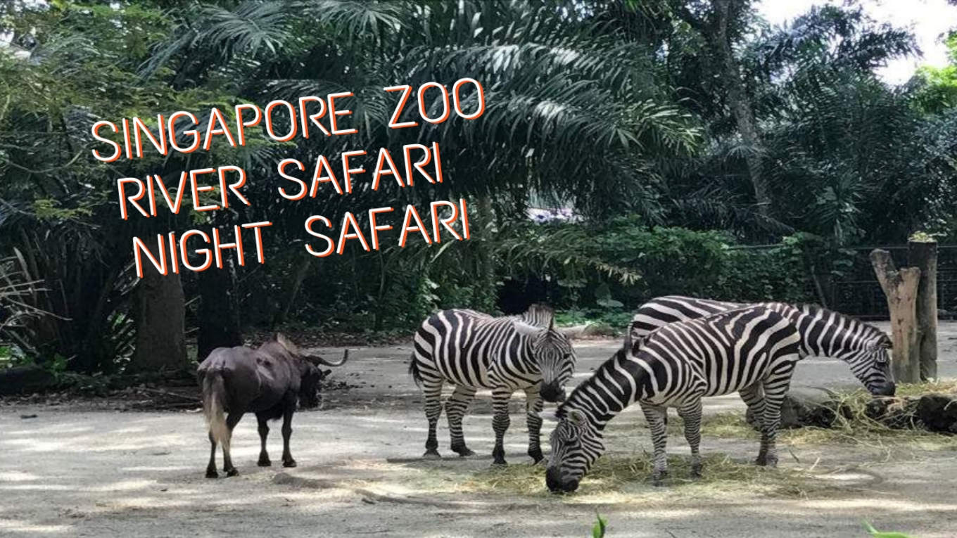 Bingung Mau Ke Singapore Zoo River Safari Atau Night Safari Klook Blogklook Travel