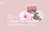 Japan’s 2019 Cherry Blossom Forecast And Best Viewing Spots