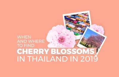 Thailand Has Cherry Blossoms In Jan & Feb And Here Are The Best Viewing Spots!