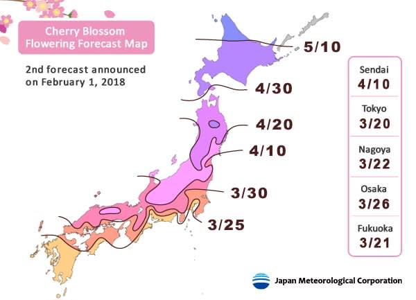 cherry blossom flowering forecast