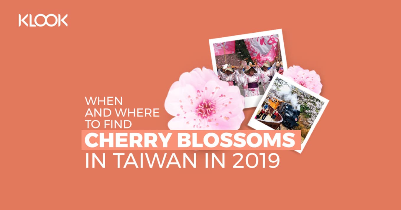 Taiwan Cherry Blossom Forecast 9