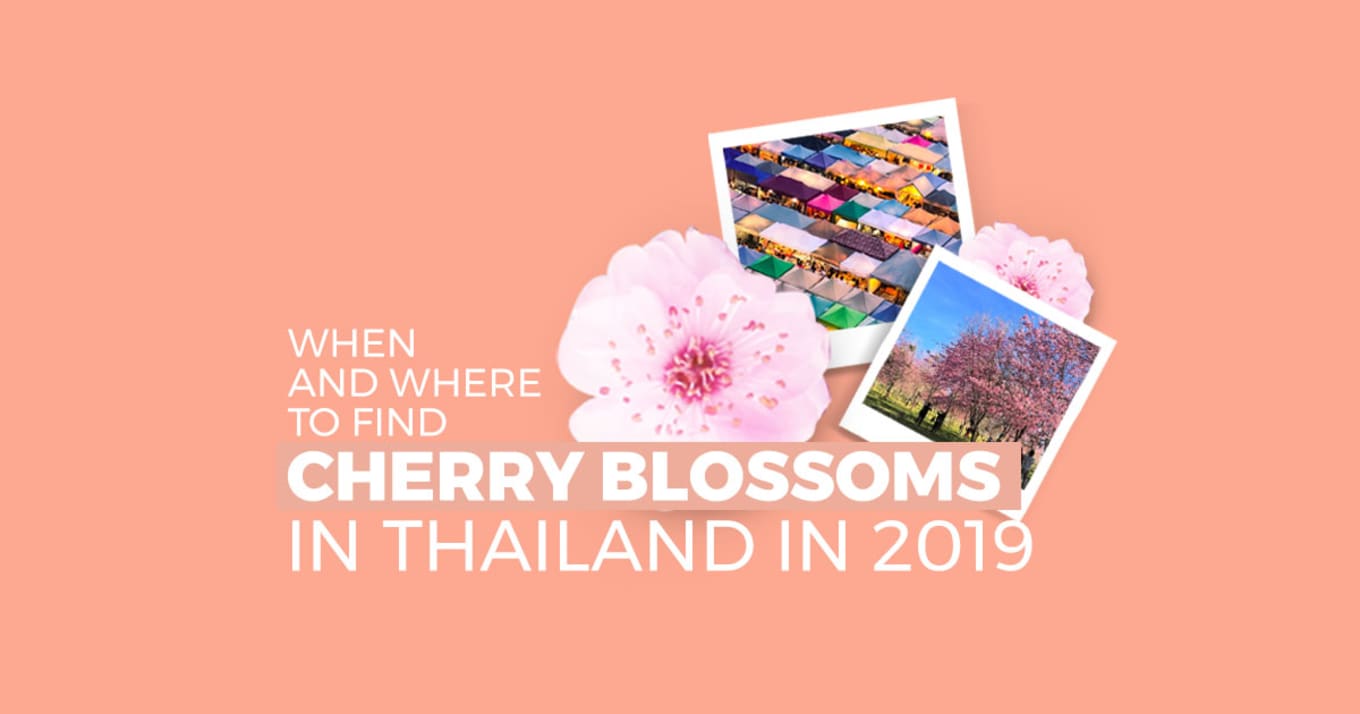 Thailand Cherry Blossoms5