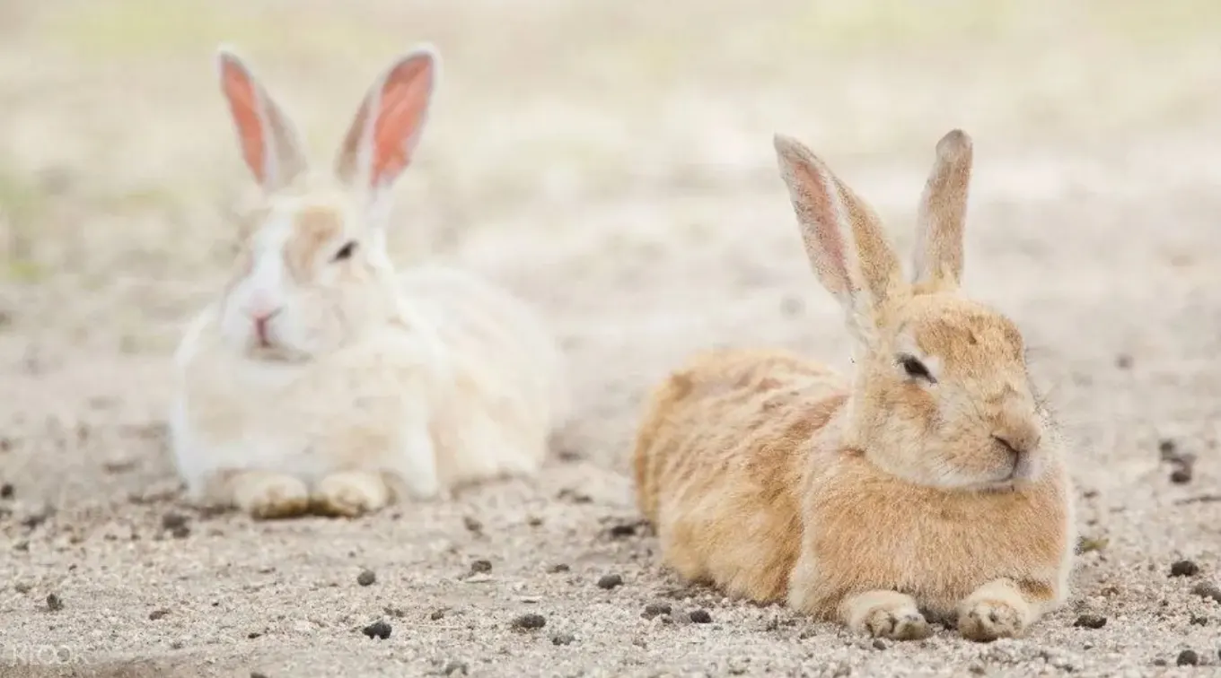 Rabbit island Japan