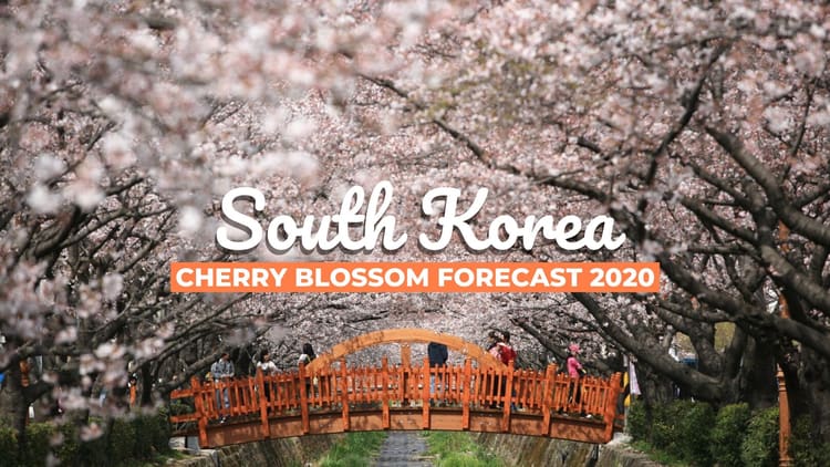 Cherry blossom shop festival 2020