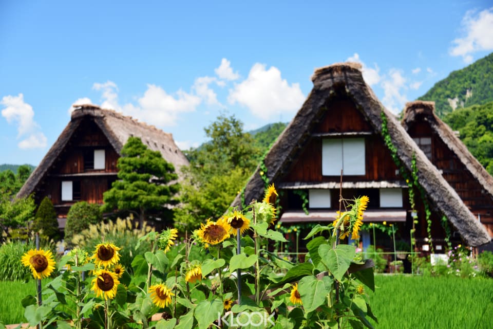 หมู่บ้านชิราคาวะโกะ ในฤดูร้อน