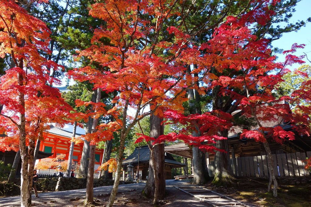 入 選 世 界 遺 產 , 高 野山 ( 圖 片 來 源 : goo.gl/gC2NTg )