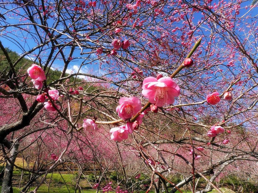 圖 片 來 源 :Wuling Farm Facebook