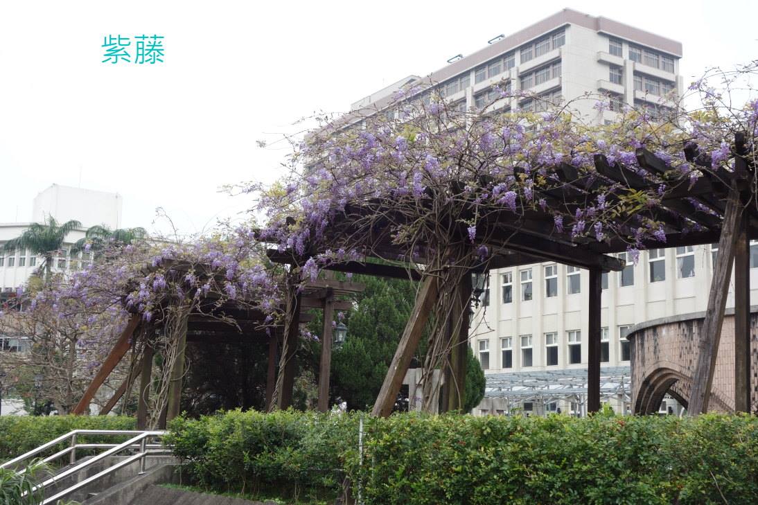 圖 片 來 源 : 政 大 粉 專。