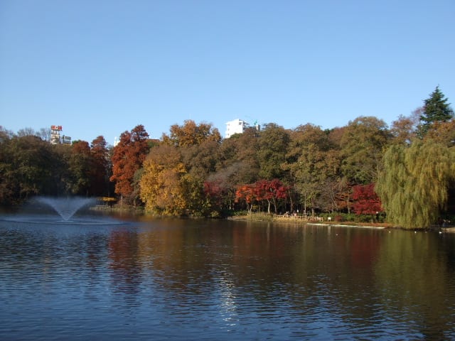 井之頭恩賜公園也可以欣賞到楓葉喔。|來源:comolib.com